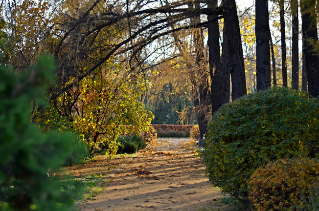 A peaceful garden path lined with deep carmine and forest green foliage under soft daylight.