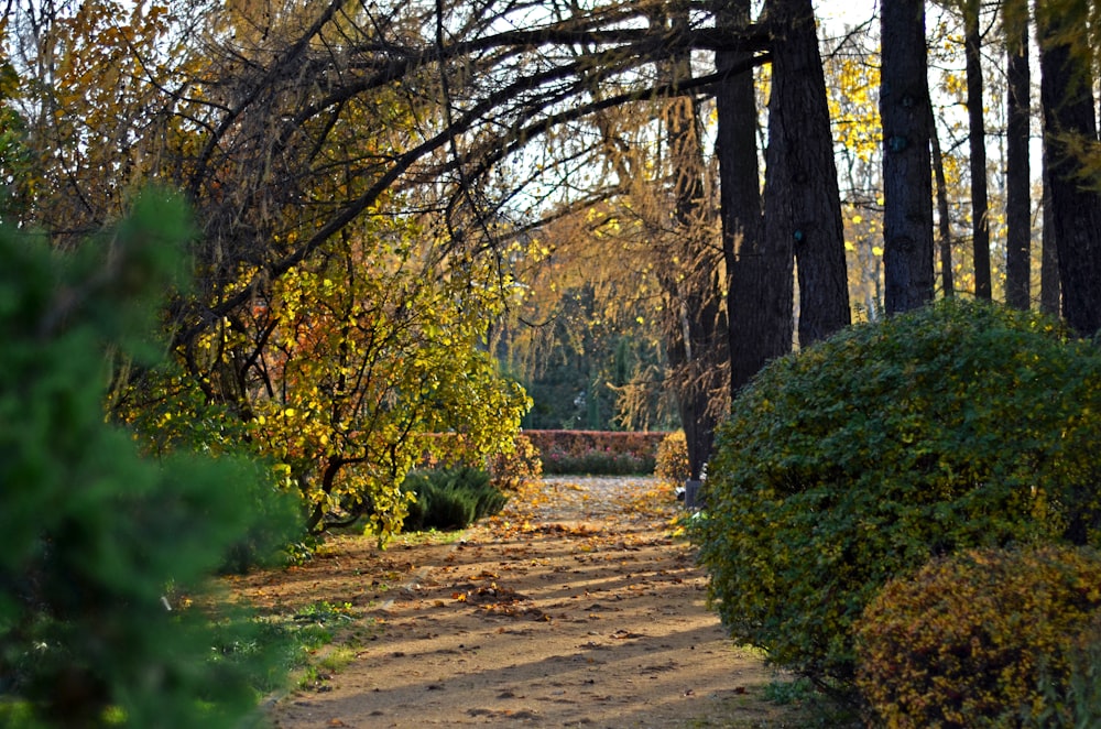 a path in the middle of a wooded area