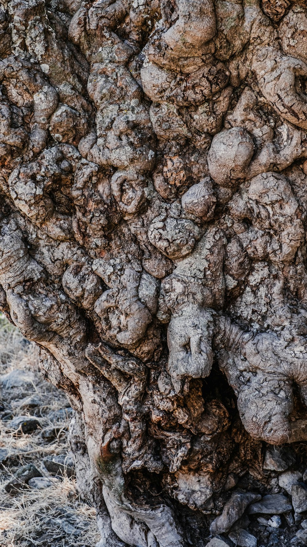 a close up view of a tree trunk