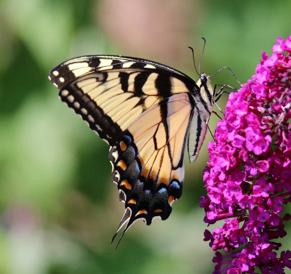 a yellow and black butterfly sitting on a purple flower