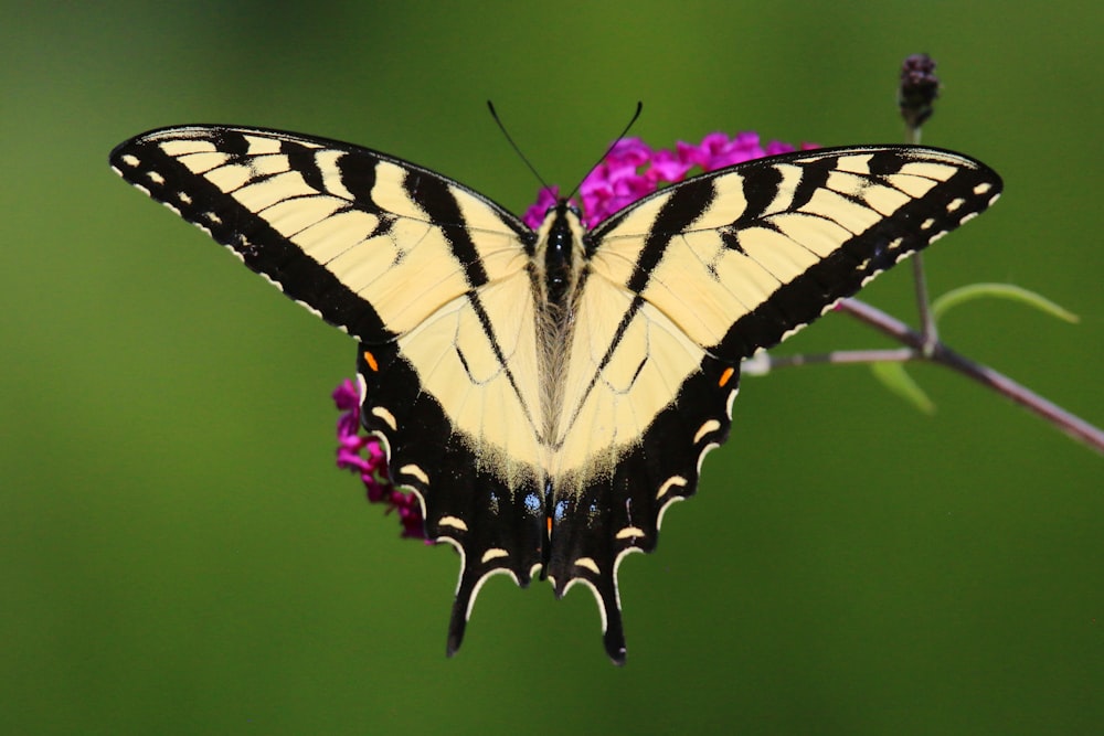 a yellow and black butterfly sitting on a purple flower