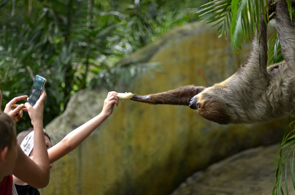 a woman feeding a sloth a piece of food