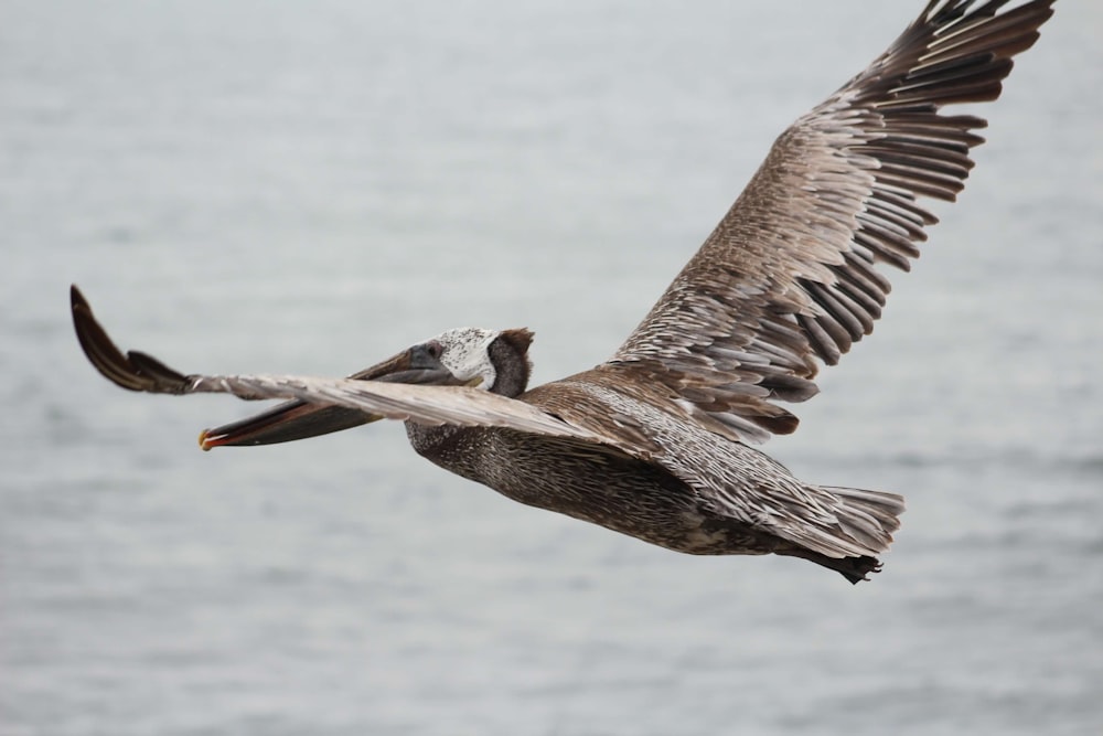 a large bird flying over a body of water