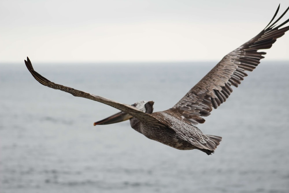 a pelican flying over the ocean on a cloudy day