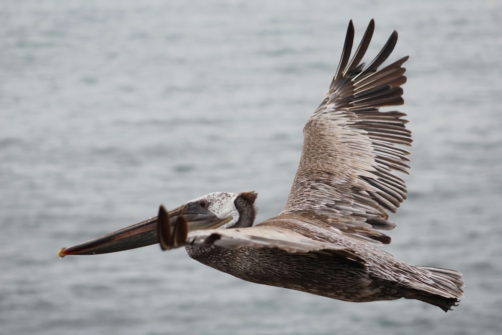 a pelican flying over a body of water