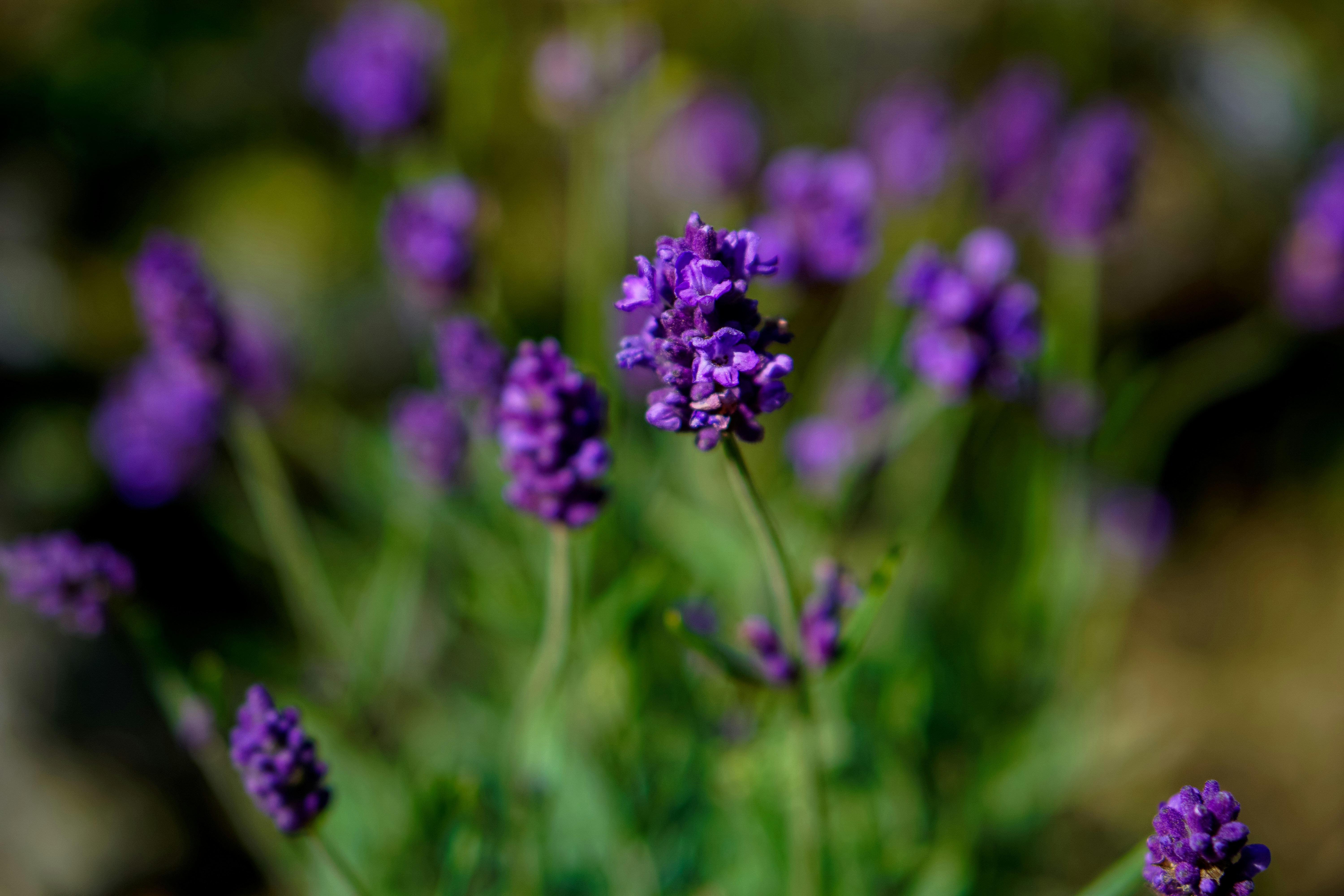 Photo by 3467634mikolaj