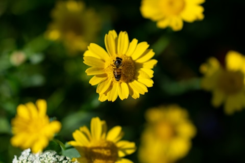 A bee is perched on the bright yellow petals of a flower, collecting nectar at its center. The surrounding area is lush with various other yellow flowers and blurred green foliage, indicating a vibrant garden setting.