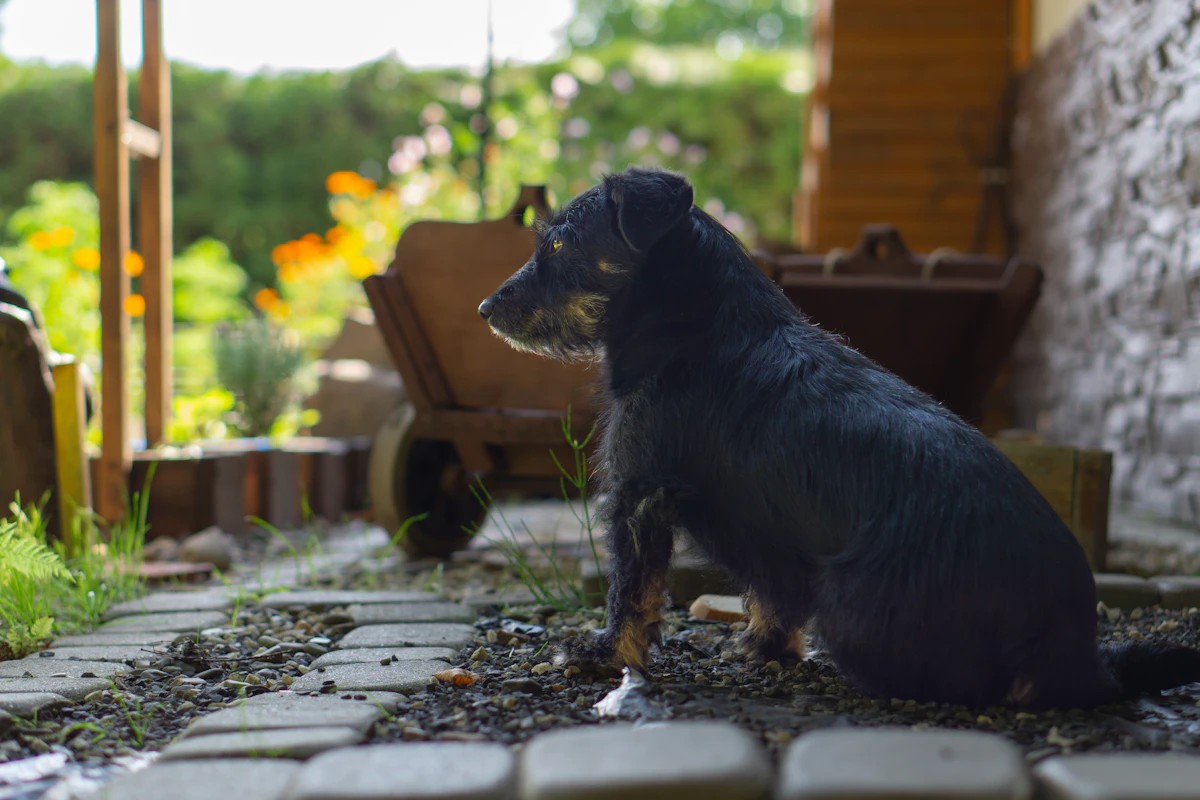 Animaux et voisinage : aboiements, divagation et ce que dit la loi