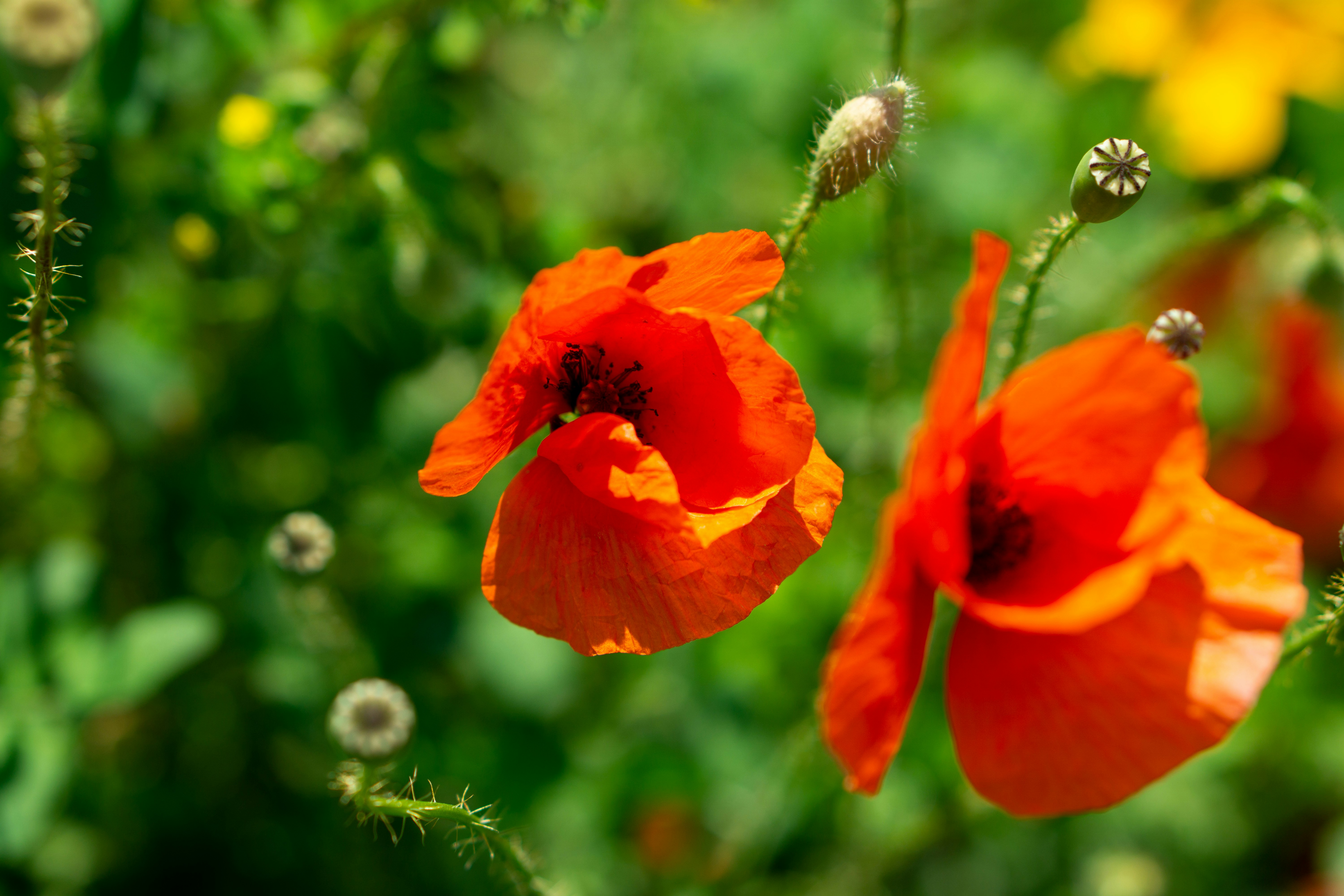 Photo by 3467634mikolaj