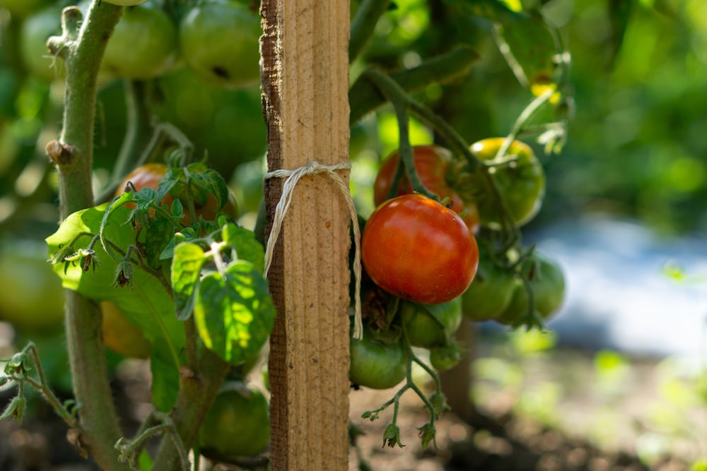 a bunch of tomatoes growing on a vine