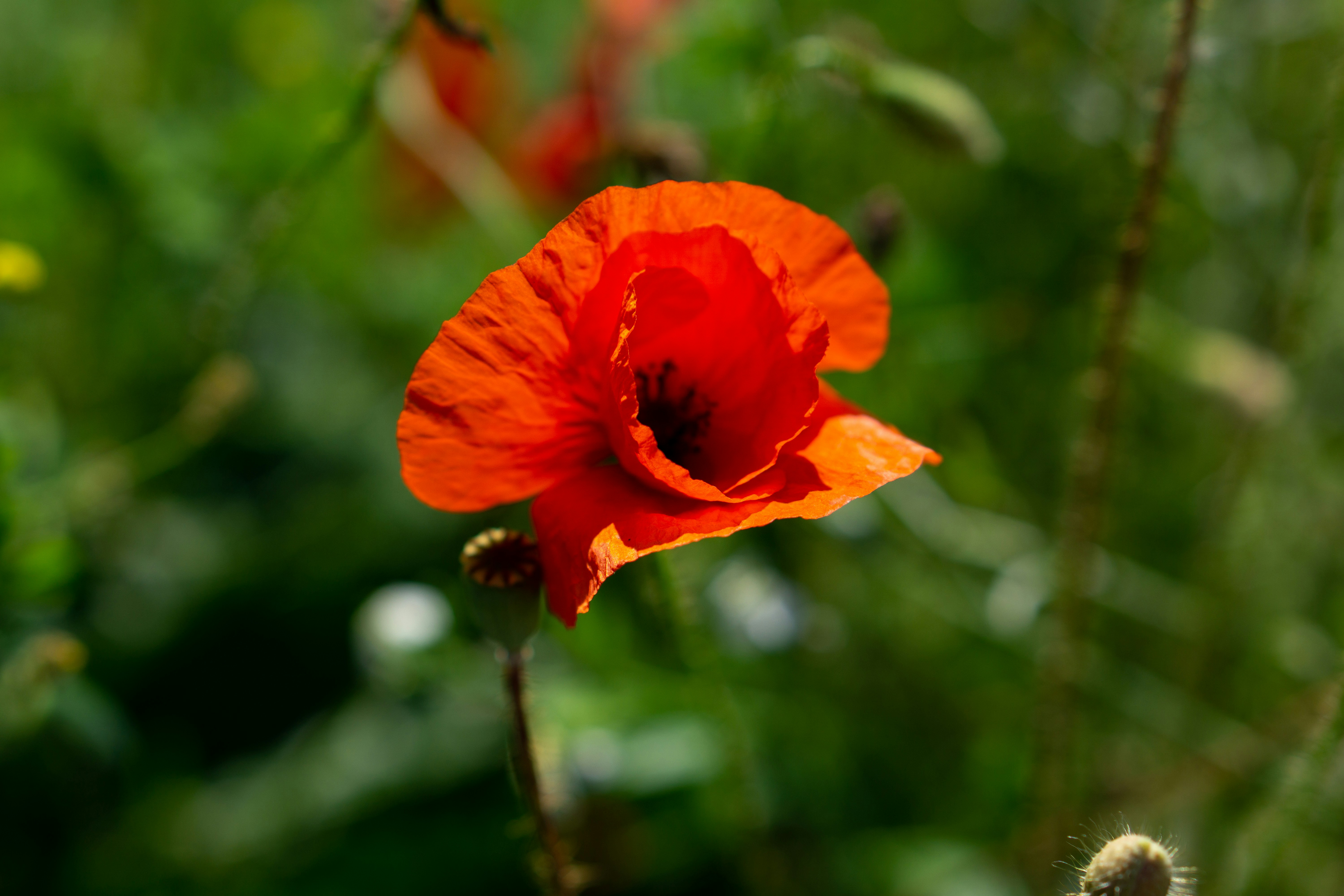 Photo by 3467634mikolaj