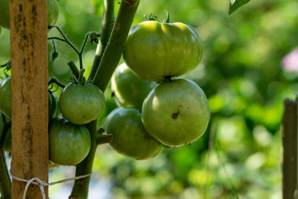 a bunch of green tomatoes hanging from a tree