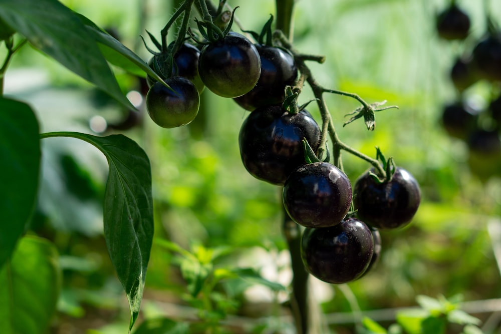 a bunch of black cherries hanging from a tree