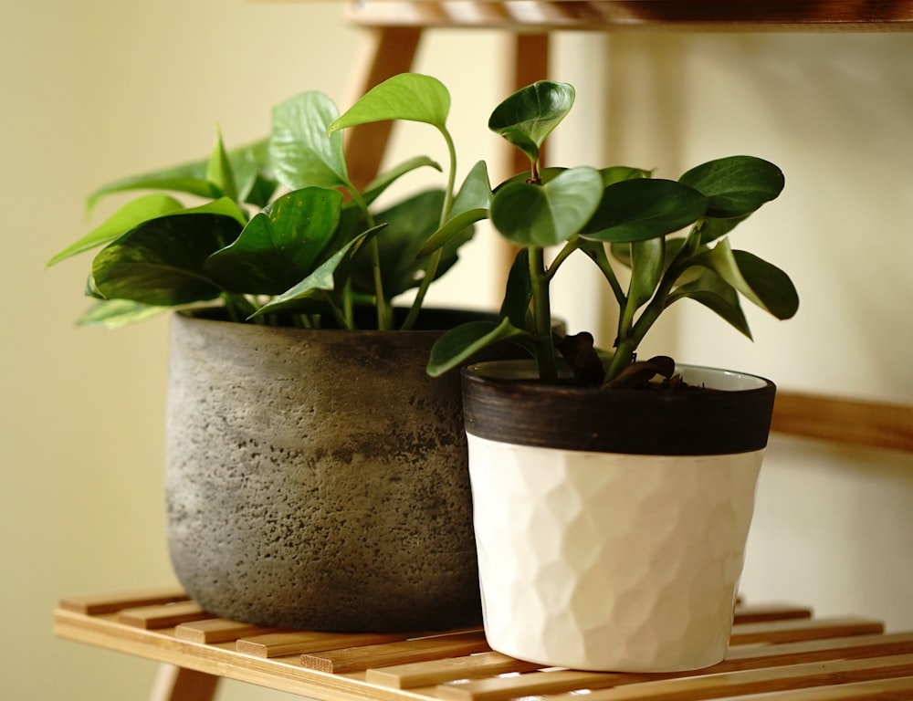 a couple of potted plants sitting on top of a wooden shelf