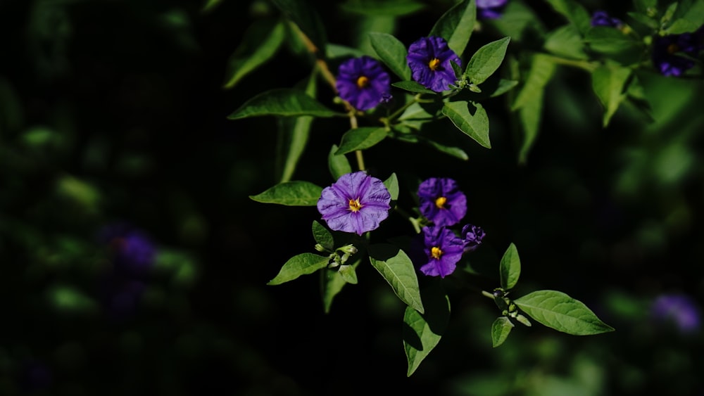 a group of purple flowers with green leaves