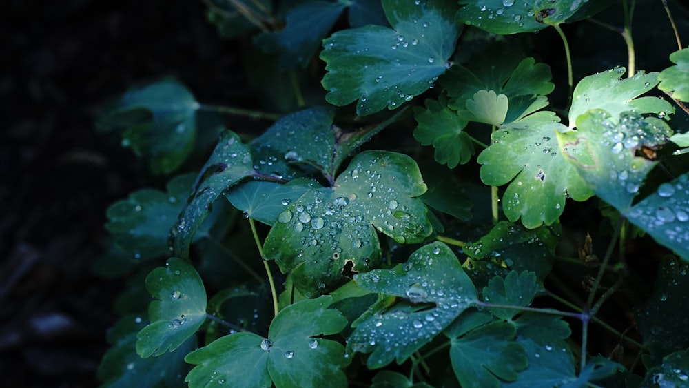 a close up of a plant with water droplets on it