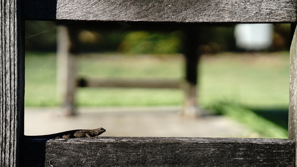 a lizard is sitting on a wooden fence