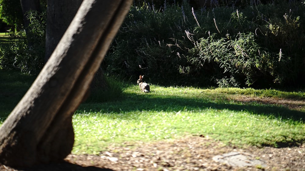 a deer is standing in the grass near a tree