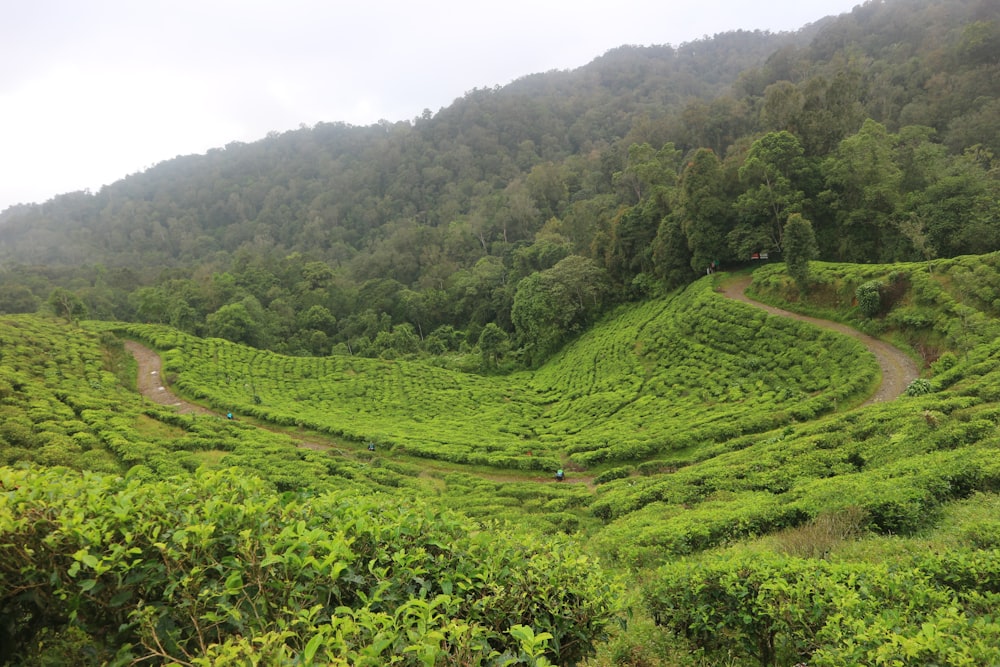 a lush green hillside covered in lots of trees