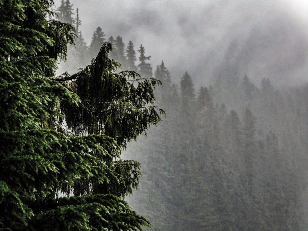 a group of trees in the middle of a foggy forest