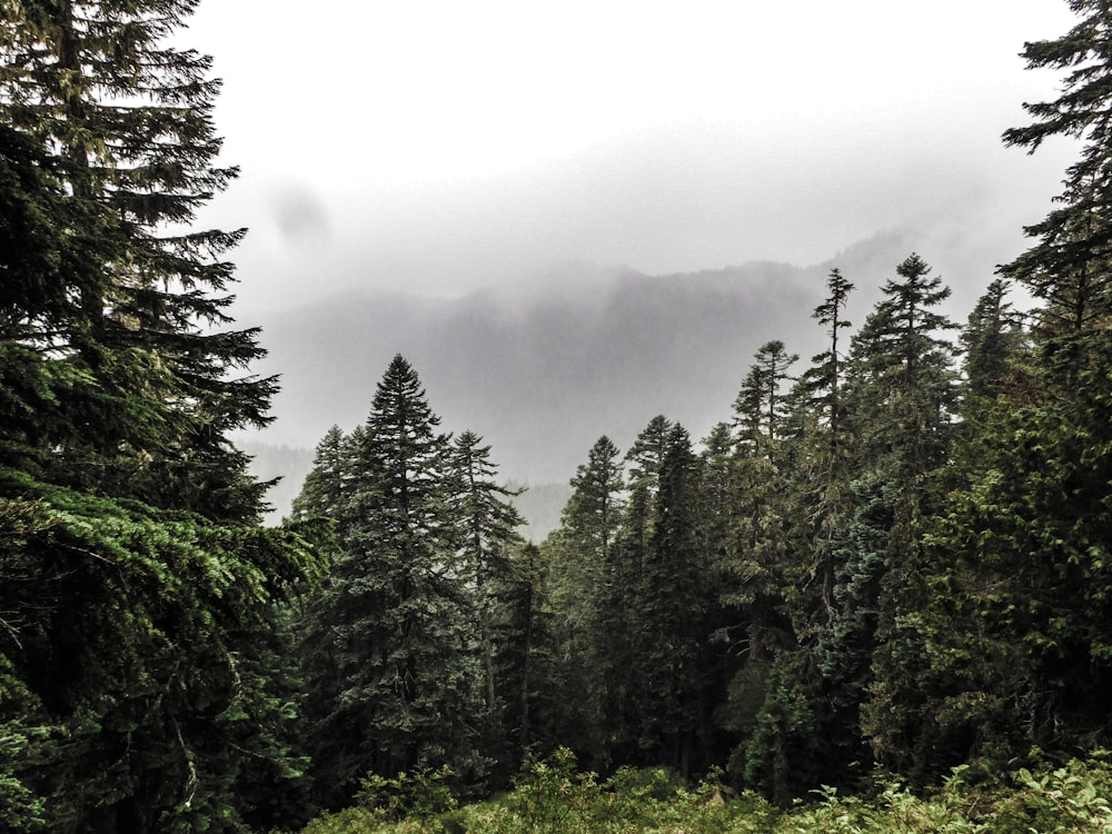 a forest filled with lots of tall green trees