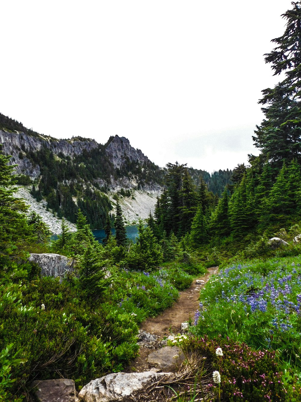 a trail in the woods with blue flowers