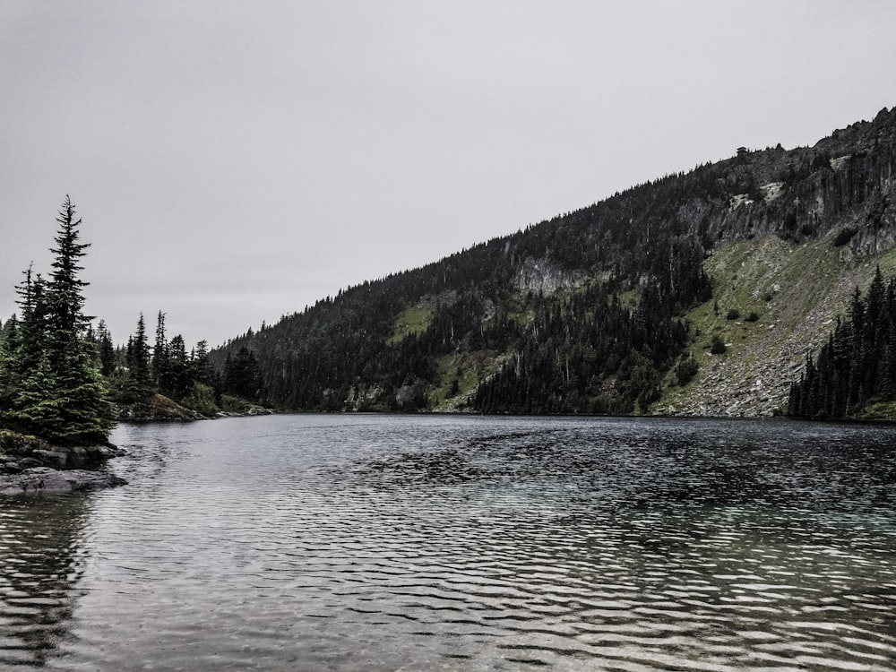 a large body of water surrounded by a forest