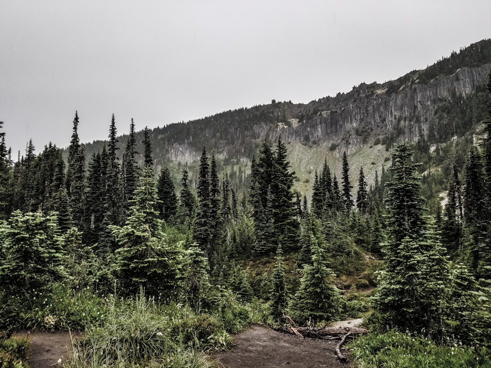 a forest filled with lots of green trees