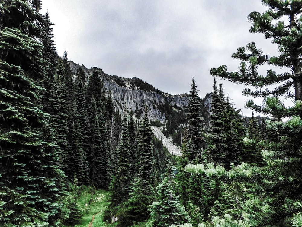 a forest with a mountain in the background