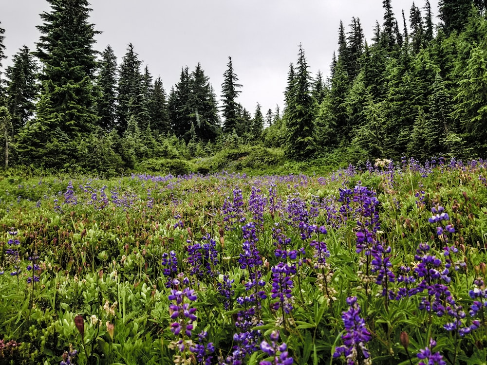 a field full of purple flowers next to a forest