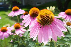 Close-up of vibrant echinacea flowers basking in sunlight, symbolizing natural immunity support.