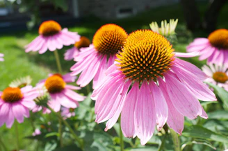 Close-up of vibrant echinacea flowers basking in sunlight, symbolizing natural immunity support.