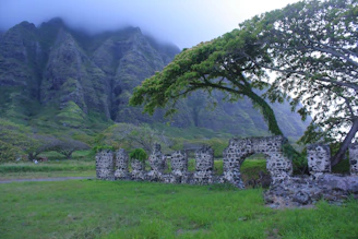 a stone wall with a tree growing out of it