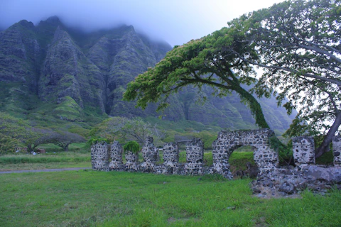 a stone wall with a tree growing out of it