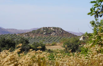 a hill with trees and bushes in the foreground