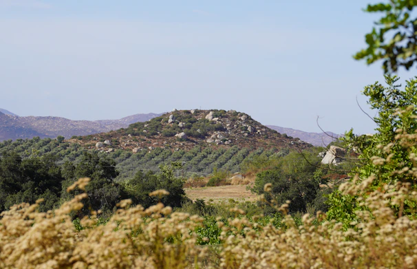 a hill with trees and bushes in the foreground