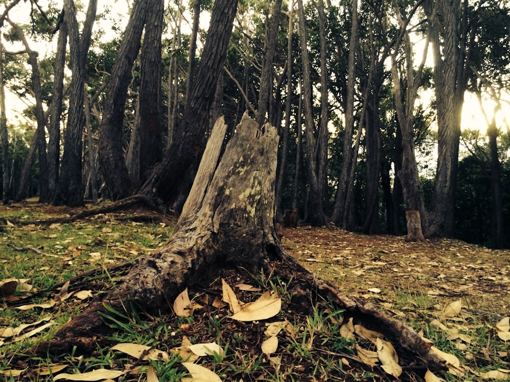 a fallen tree in the middle of a forest