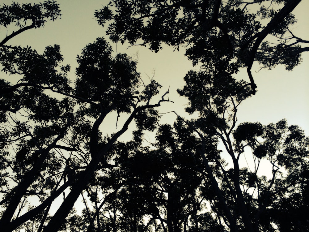 looking up at the tops of trees against a gray sky