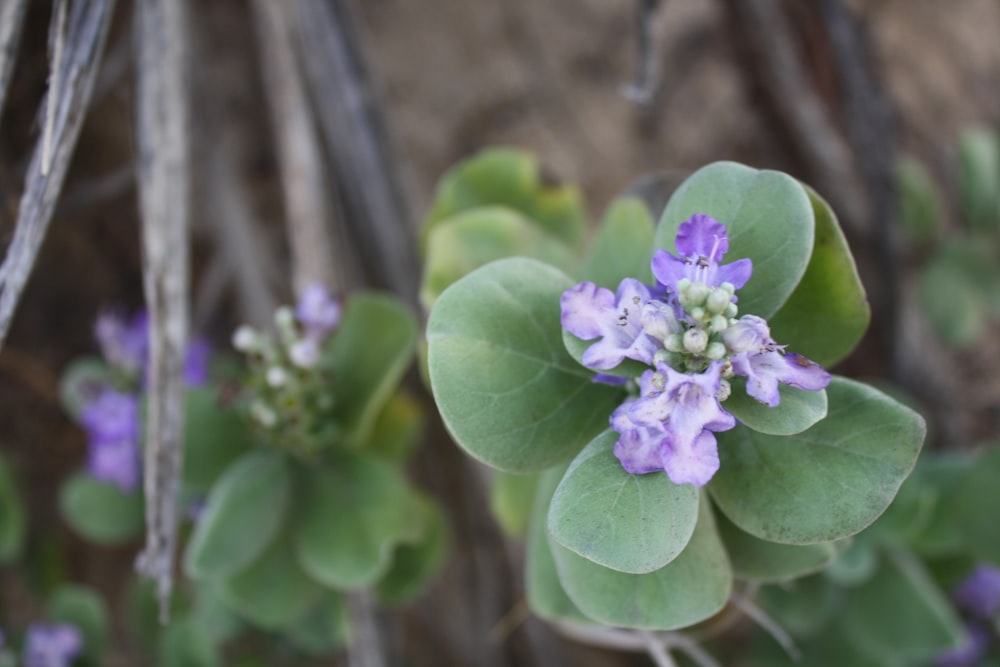 a close up of a purple flower with green leaves