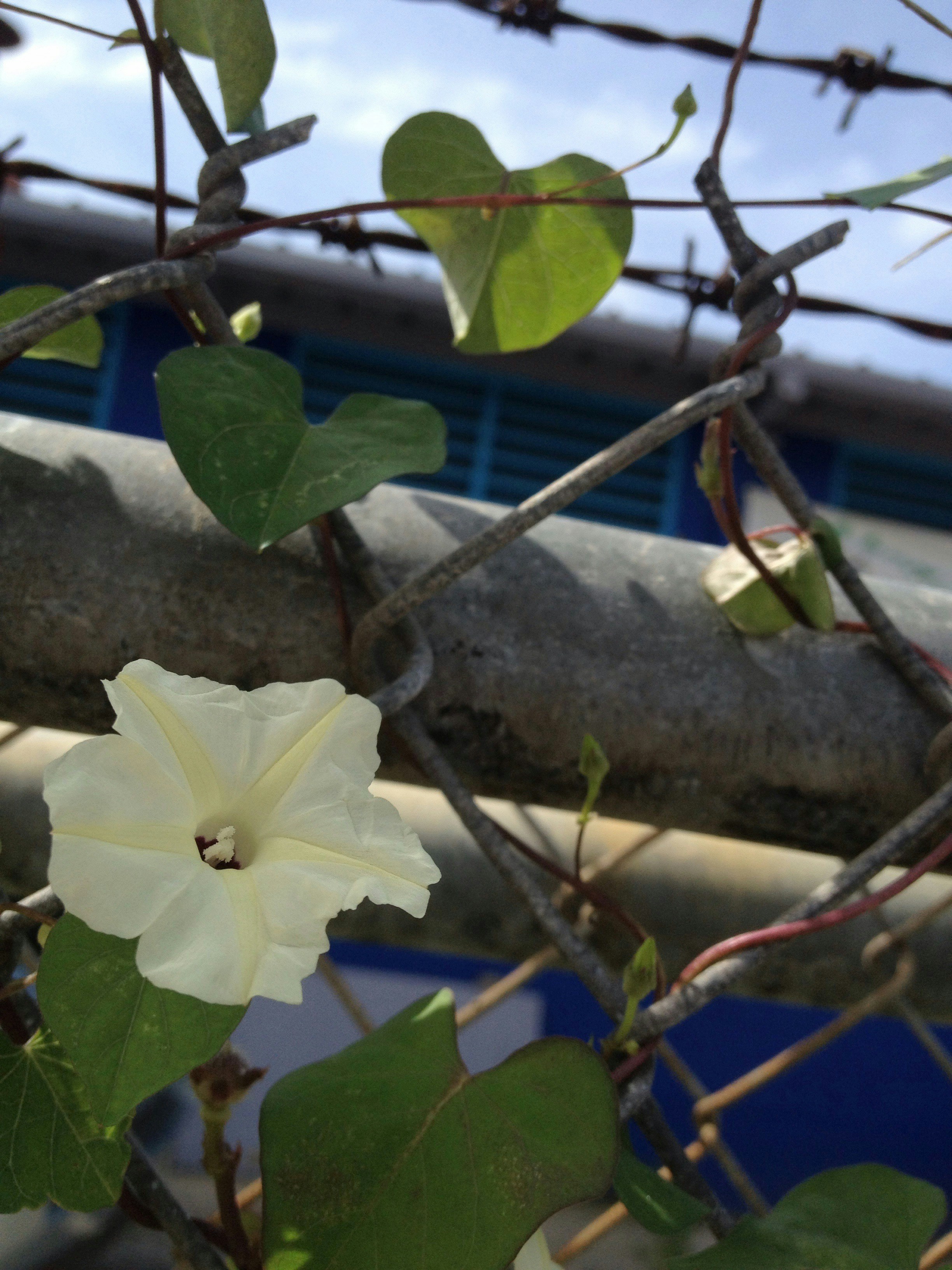 a close up of a flower on a tree branch