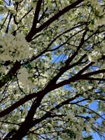 Branches of a tree filled with clusters of small white flowers against a bright blue sky