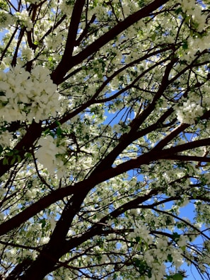 Branches of a tree filled with clusters of small white flowers against a bright blue sky