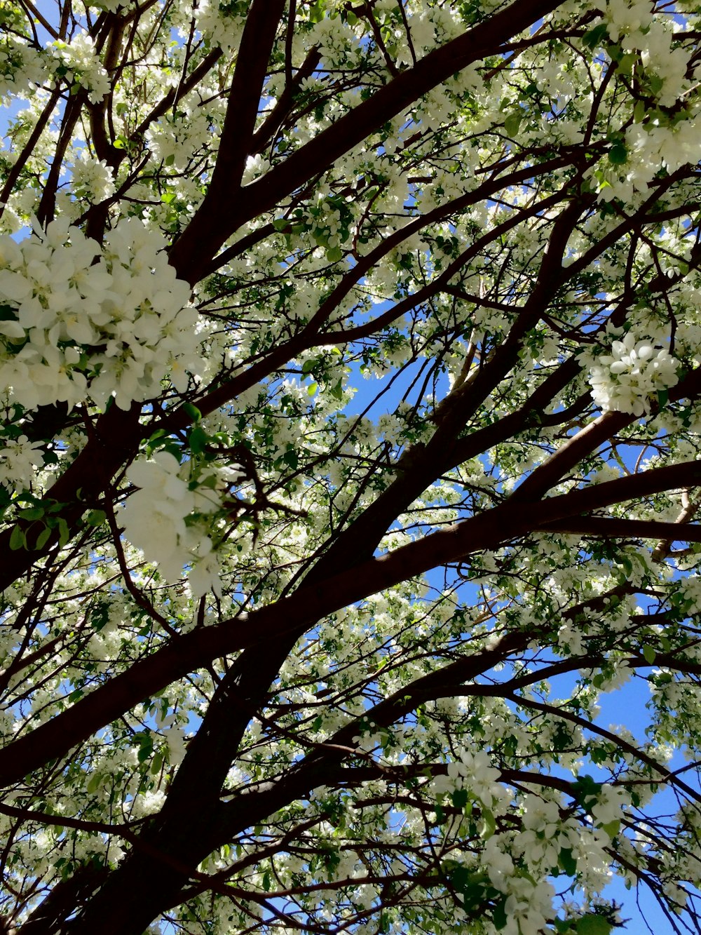 a tree with white flowers and a blue sky in the background