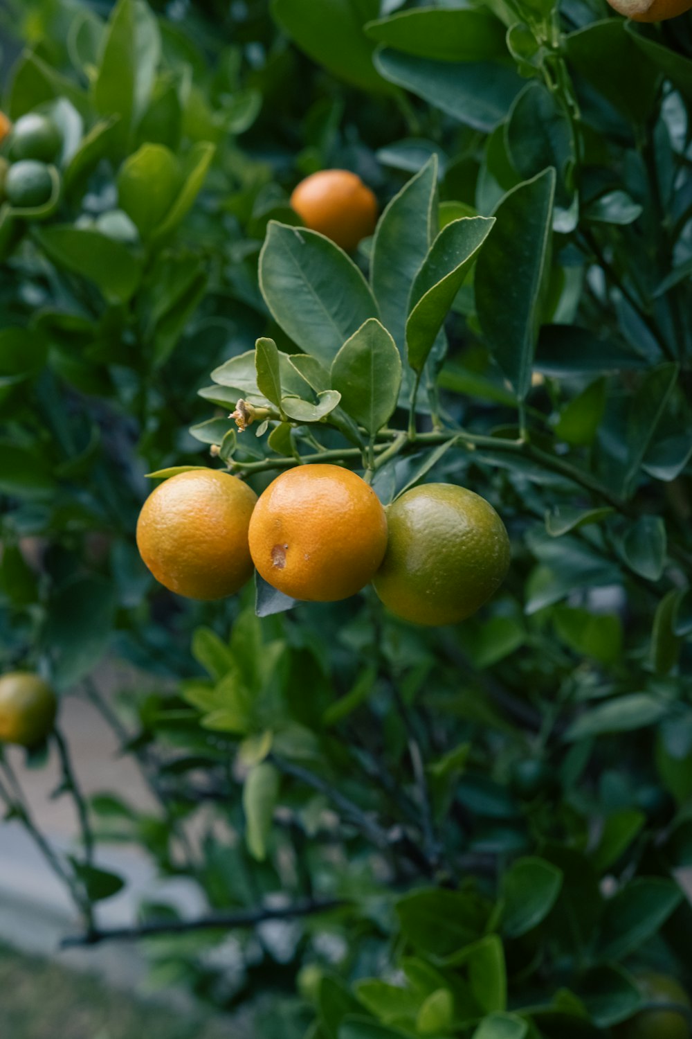 a tree filled with lots of ripe oranges