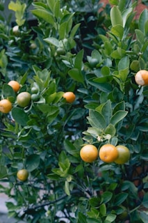Lush citrus orchard with vibrant green leaves and bright orange fruits ready to harvest.