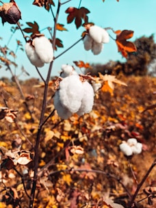 Cotton plants with fluffy, white bolls are growing in a field. The leaves are brownish and scattered around the plants. The background is slightly blurred, showcasing additional cotton plants stretching across the field under a clear blue sky.