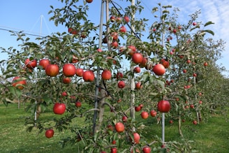 a bunch of apples that are on a tree
