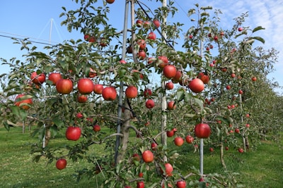 a bunch of apples that are on a tree