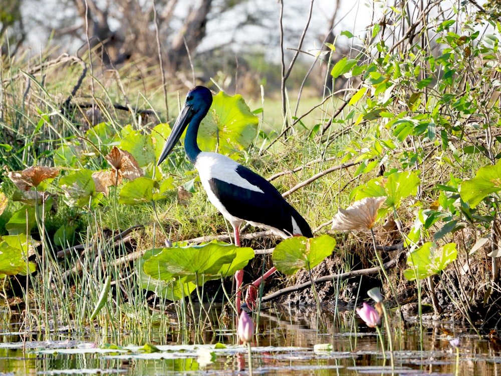 a black and white bird is standing in the water