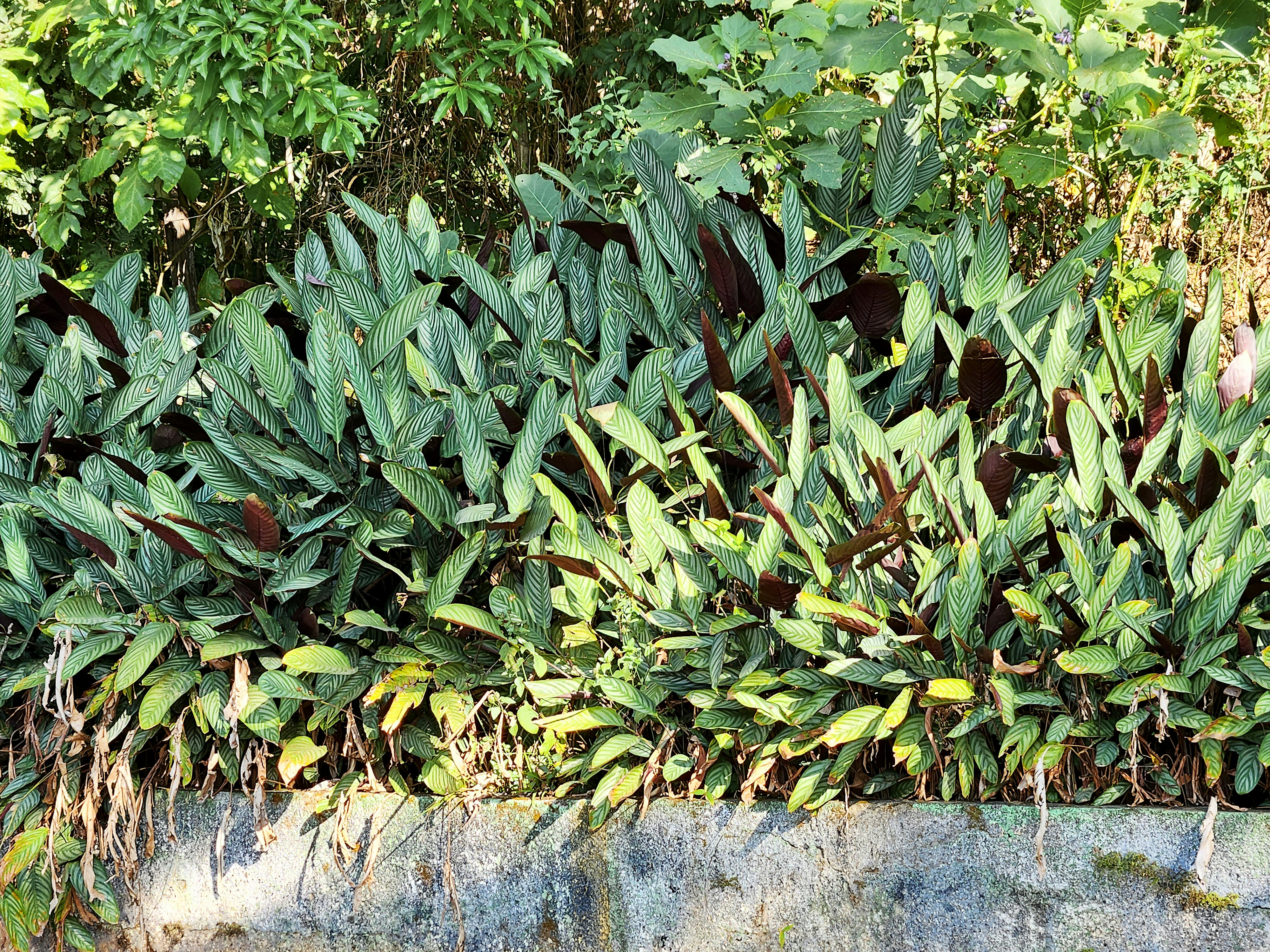 Creating Microhabitats for Other Life (image credits: unsplash)